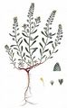 Small Alison - Alyssum alyssoides (L.) L.