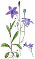 Spreading Bellflower - Campanula patula L.