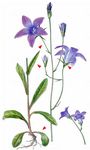 Wiesen-Glockenblume - Campanula patula L. 