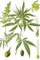 Echter Hanf - Cannabis sativa L.