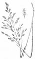 Rescue Brome - Ceratochloa cathartica (Vahl) Herter