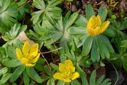 Winter Aconite - Eranthis hyemalis (L.) Salisb.