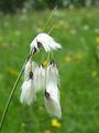 Breitblättriges Wollgras - Eriophorum latifolium Hoppe