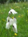 Broad-Leaved Cottongrass - Eriophorum latifolium Hoppe