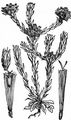 Common Cudweed - Filago germanica (L.) Huds.