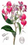 Drüsiges Springkraut - Impatiens glandulifera Royle 