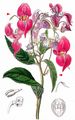 Indian Balsam - Impatiens glandulifera Royle