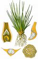 Quillwort - Isoetes lacustris L.