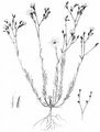 Schmalblättriger Lein - Linum tenuifolium L.