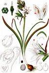 Nickender Milchstern - Ornithogalum nutans L. 