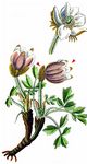 Frühlings-Kuhschelle - Pulsatilla vernalis (L.) Mill. 