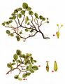 Dwarf Willow - Salix herbacea L.