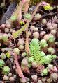 Rock Stonecrop - Sedum forsterianum Sm.
