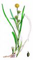 Least Bur-Reed - Sparganium natans L.