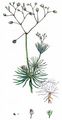 Corn Spurrey - Spergula arvensis L.
