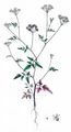 Spreading Hedge-Parsley - Torilis arvensis (Huds.) Link
