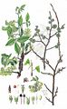 Wych Elm - Ulmus glabra Huds.