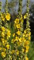 Dense-Flowered Mullein - Verbascum densiflorum Bertol.