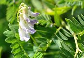 Wood Bitter-Vetch - Vicia orobus DC.