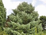 Colorado White-Fir - Abies concolor (Gordon) Hildebr.