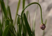 Berg-Lauch - Allium lusitanicum Lam.