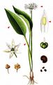 Ramsons - Allium ursinum L.