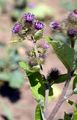 Lesser Burdock - Arctium minus (Hill) Bernh.