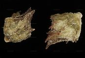 Strand-Melde - Atriplex littoralis L.