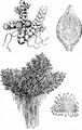 Großer Algenfarn - Azolla filiculoides Lam.