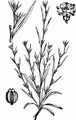 Salz-Hasenohr - Bupleurum tenuissimum L.