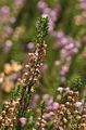 Besenheide - Calluna vulgaris (L.) Hull