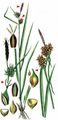 Large Yellow-Sedge - Carex flava L.