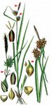 Gelb-Segge - Carex flava L. 