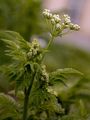 Gefleckter Schierling - Conium maculatum L.