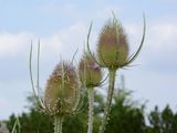 Wild Teasel - Dipsacus fullonum L.