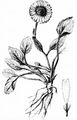 Großblütige Gemswurz - Doronicum grandiflorum Lam.