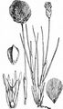 Scheiden-Wollgras - Eriophorum vaginatum L.