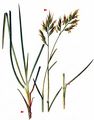 Alpine Fescue - Festuca alpina Suter