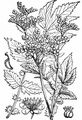 Meadowsweet - Filipendula ulmaria (L.) Maxim.