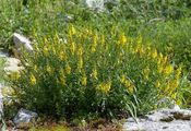 Dyer's Greenweed - Genista tinctoria L.