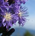 Alpen-Milchlattich - Lactuca alpina (L.) A. Gray