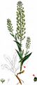 Field Pepperwort - Lepidium campestre (L.) W. T. Aiton