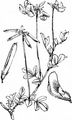 Gewöhnlicher Hornklee - Lotus corniculatus L.