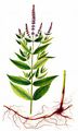 Spear Mint - Mentha spicata L.