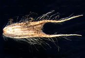 Graubündener Lieschgras - Phleum rhaeticum (Humphries) Rauschert
