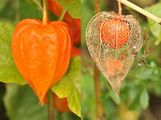 Japanese-Lantern - Physalis alkekengi L.