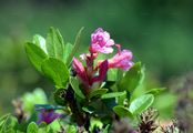Alpenrose - Rhododendron ferrugineum L.