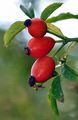 Hundsrose - Rosa canina L.