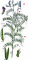 Fine-Leaved Vetch - Vicia tenuifolia Roth