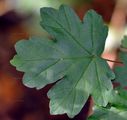 Acer campestre (Feld-Ahorn) - Blatt
